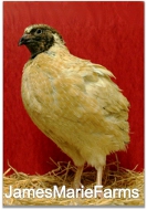 Golden Manchurian